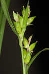 Eastern narrowleaf sedge